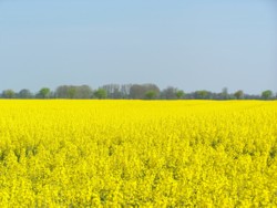 Sommer in der Marsch