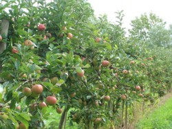 Äpfel aus der Marsch